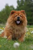 CHOW CHOW 476